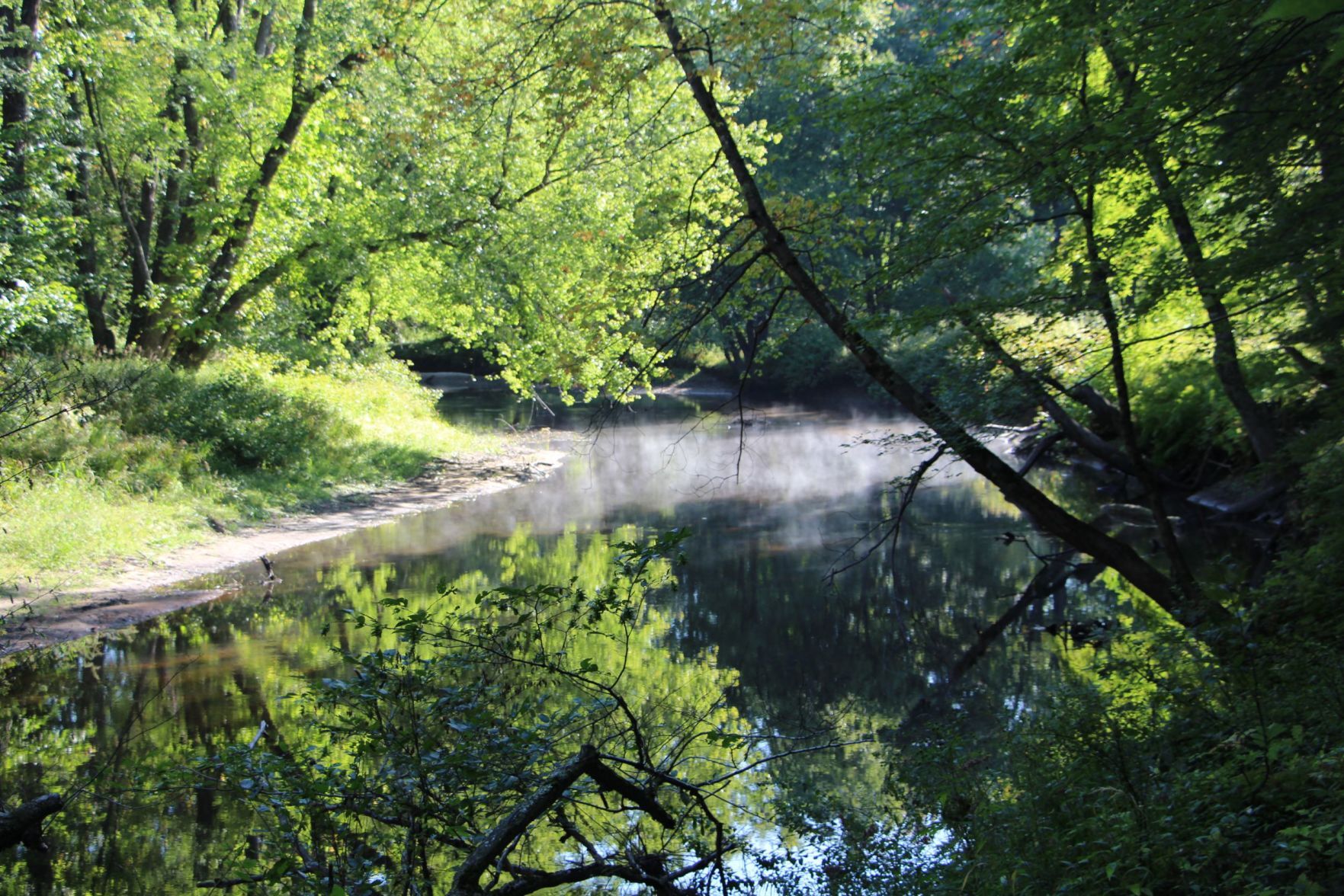 McCabe Forest